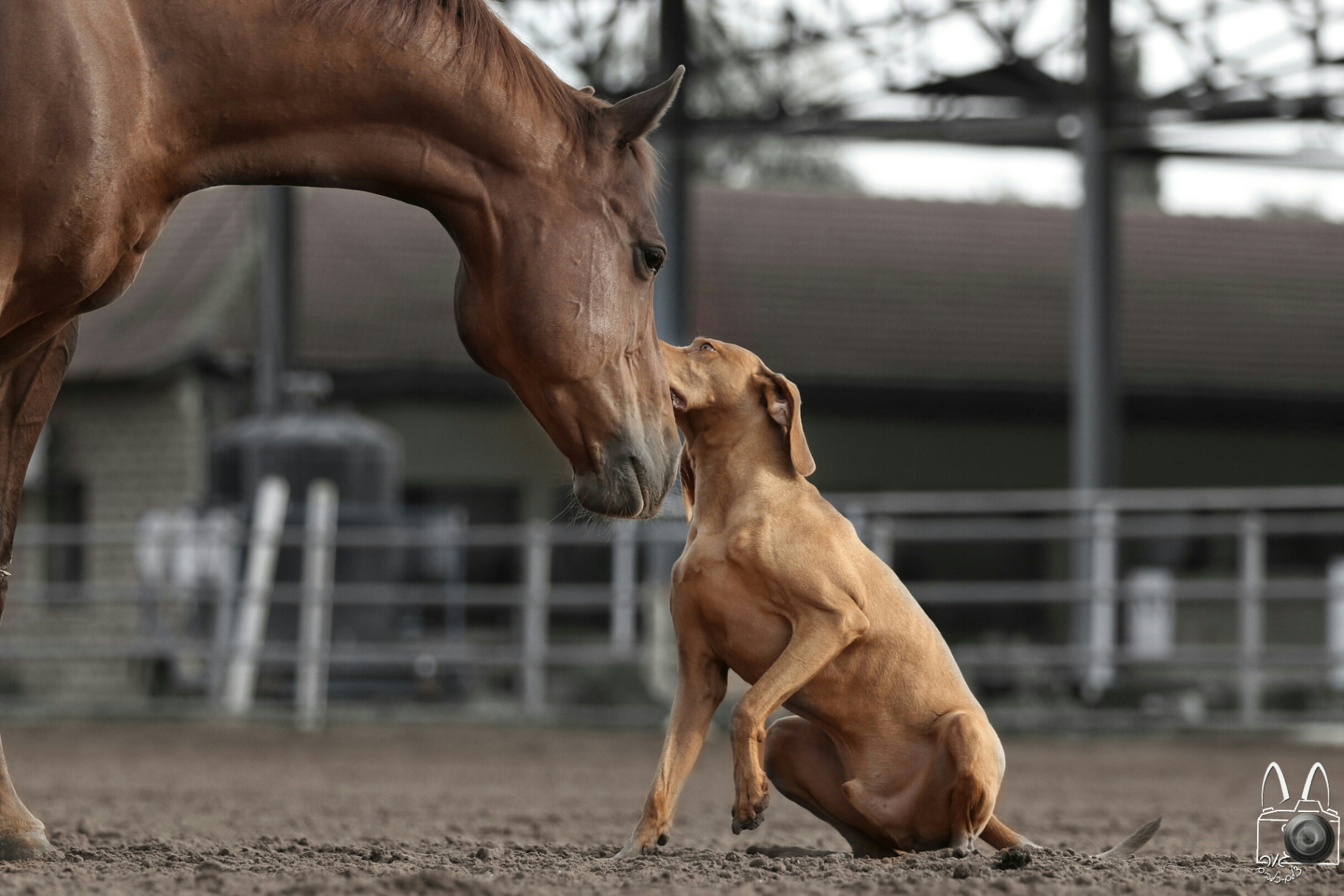 Horse and dog in a paddock